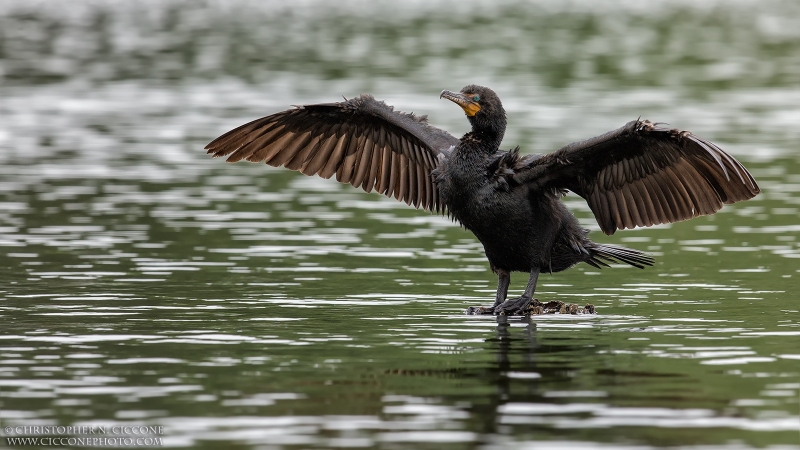 Double-crested Cormorant