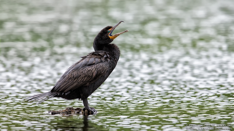 Double-crested Cormorant