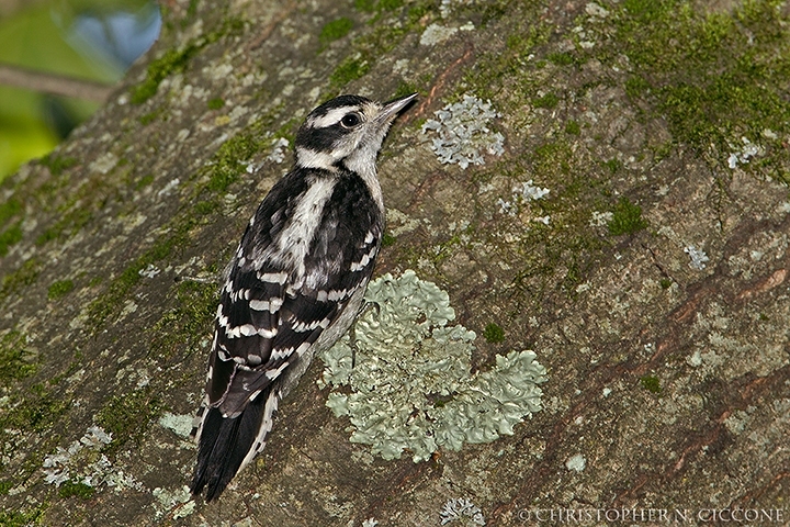 Downy Woodpecker