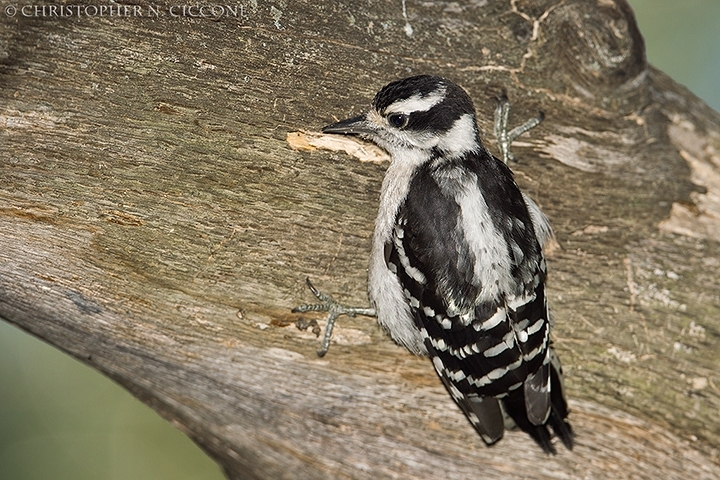 Downy Woodpecker