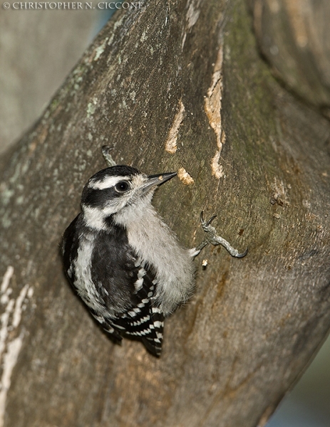 Downy Woodpecker