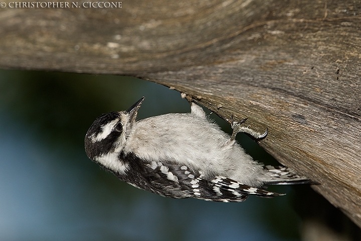 Downy Woodpecker