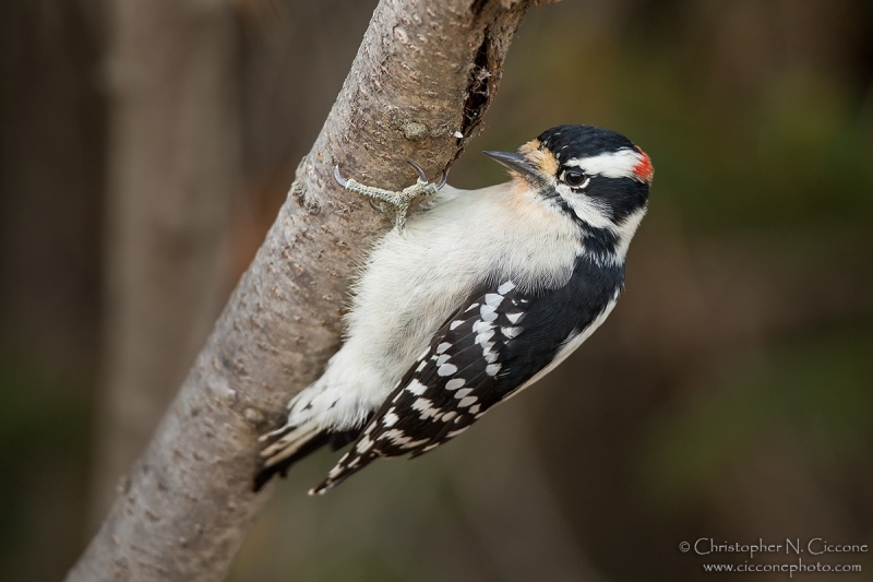 Downy Woodpecker