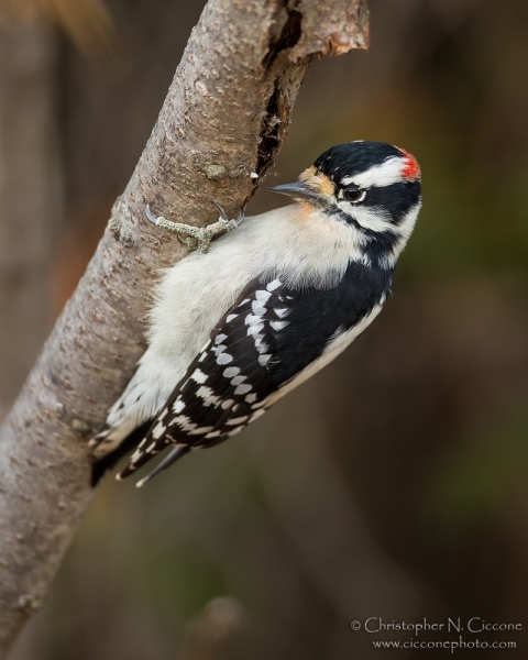 Downy Woodpecker