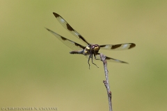 Twelve-spotted Skimmer