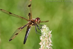 Calico Pennant