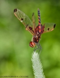 Calico Pennant