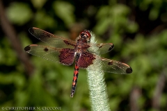 Calico Pennant