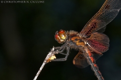 Calico Pennant