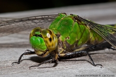 Eastern Pondhawk