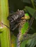 Eastern Pondhawk