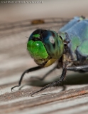 Eastern Pondhawk (male)