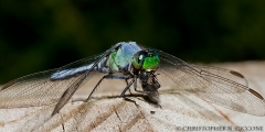 Eastern Pondhawk