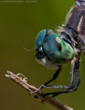 Blue Dasher