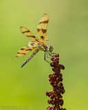 Halloween Pennant