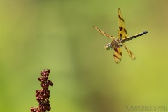 Halloween Pennant