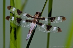 Twelve-spotted Skimmer