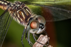 Blue Dasher