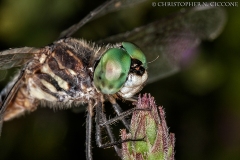 Blue Dasher