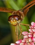 Eastern Amberwing