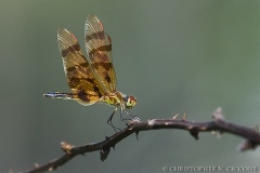 Halloween Pennant