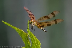 Halloween Pennant