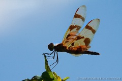 Halloween Pennant