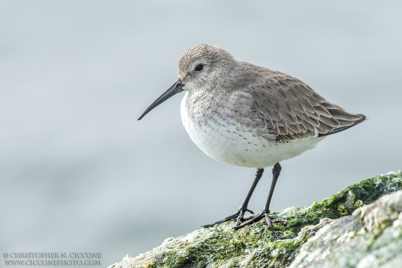 Dunlin