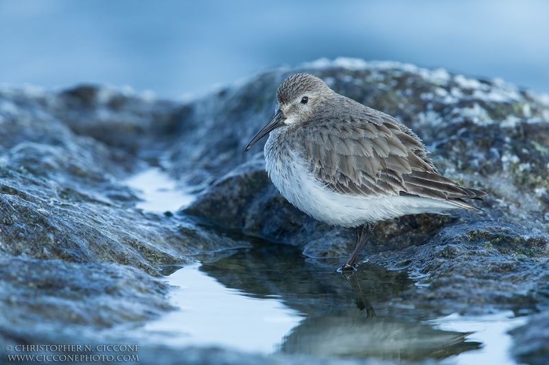 Dunlin