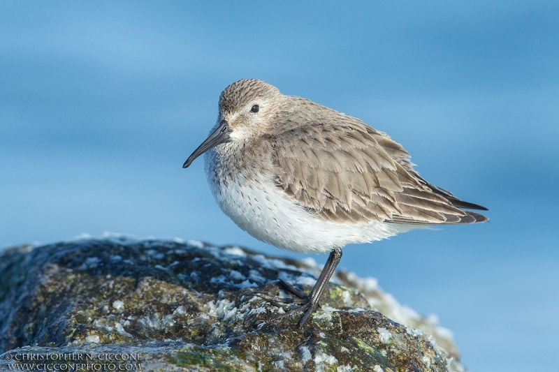 Dunlin