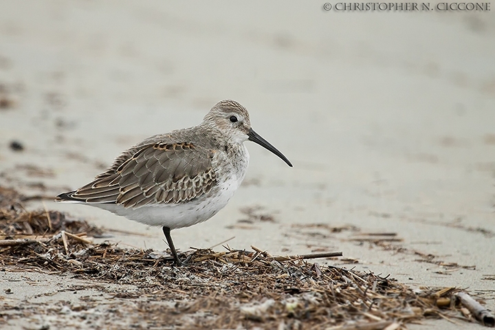 Dunlin