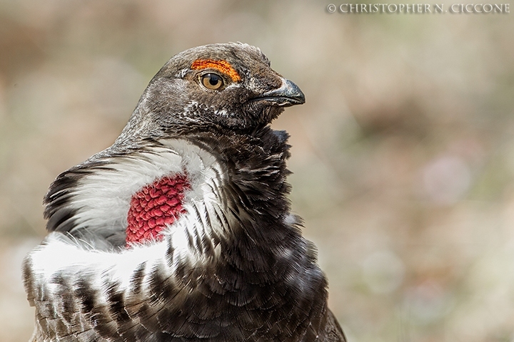 Dusky Grouse