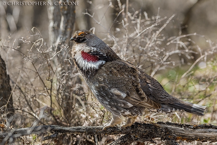 Dusky Grouse