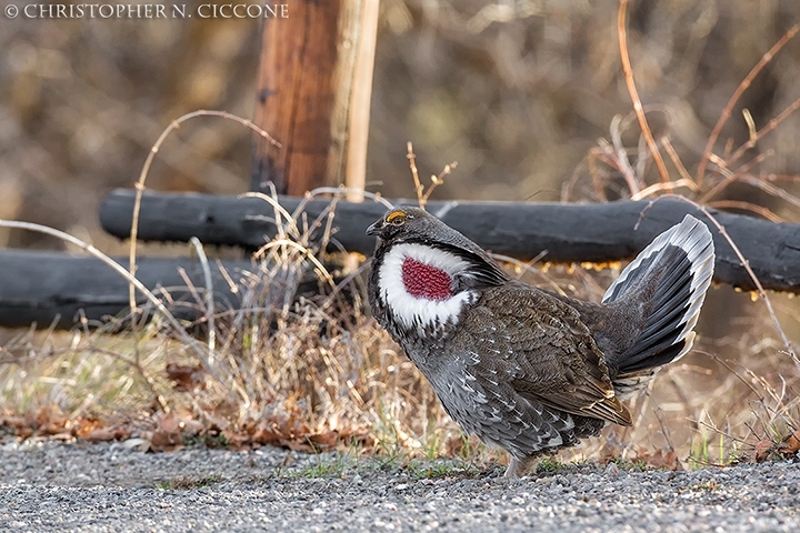 Dusky Grouse