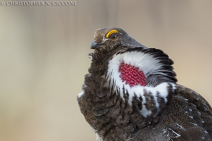 Dusky Grouse