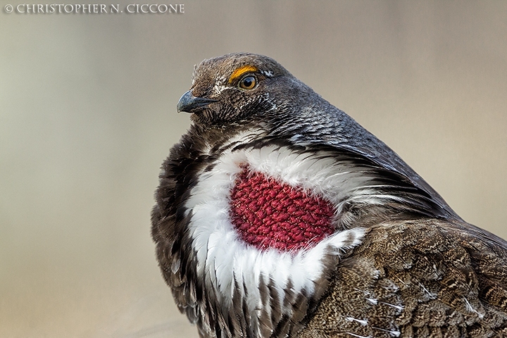 Dusky Grouse