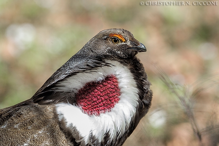 Dusky Grouse