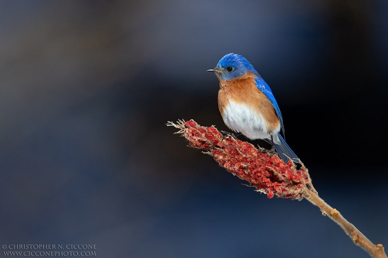 Eastern Bluebird