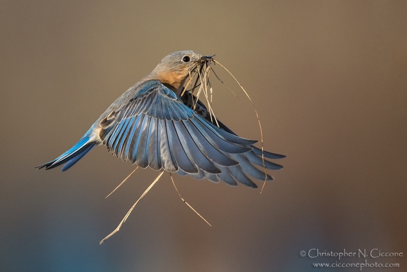 Eastern Bluebird