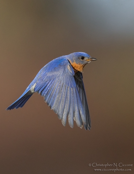 Eastern Bluebird