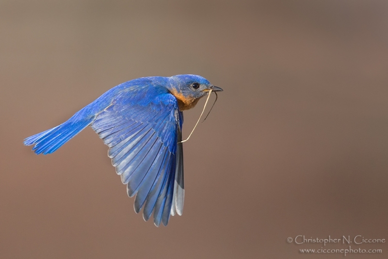 Eastern Bluebird