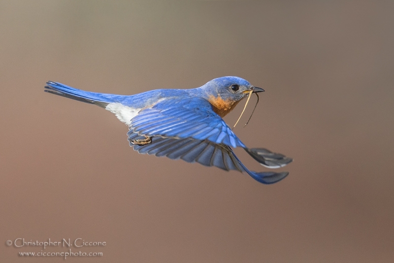 Eastern Bluebird