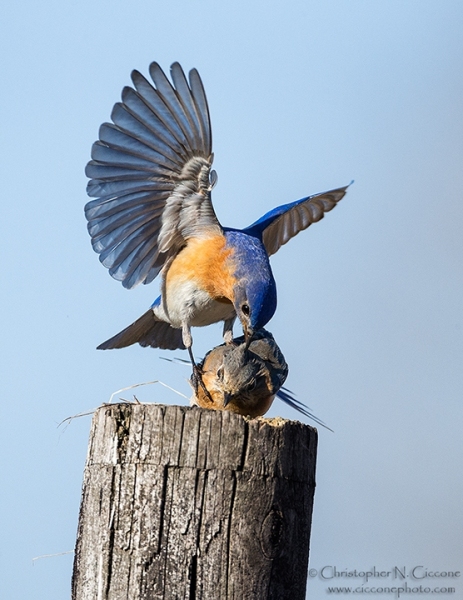 Eastern Bluebird