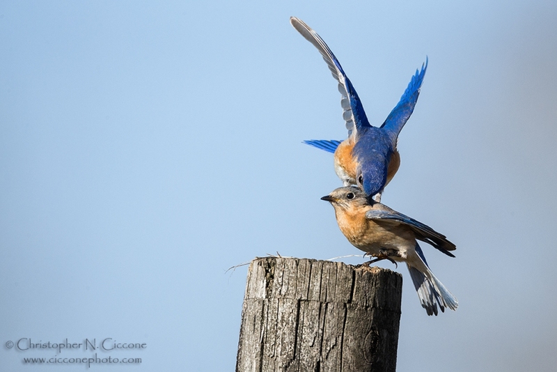 Eastern Bluebird