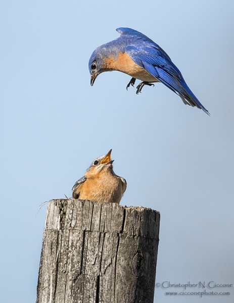 Eastern Bluebird