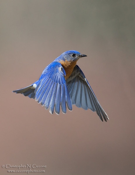 Eastern Bluebird