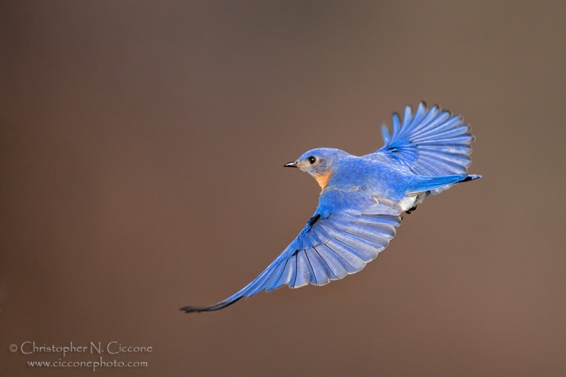 Eastern Bluebird