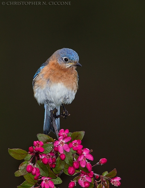 Eastern Bluebird