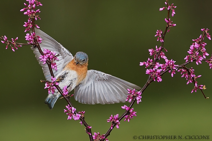 Eastern Bluebird