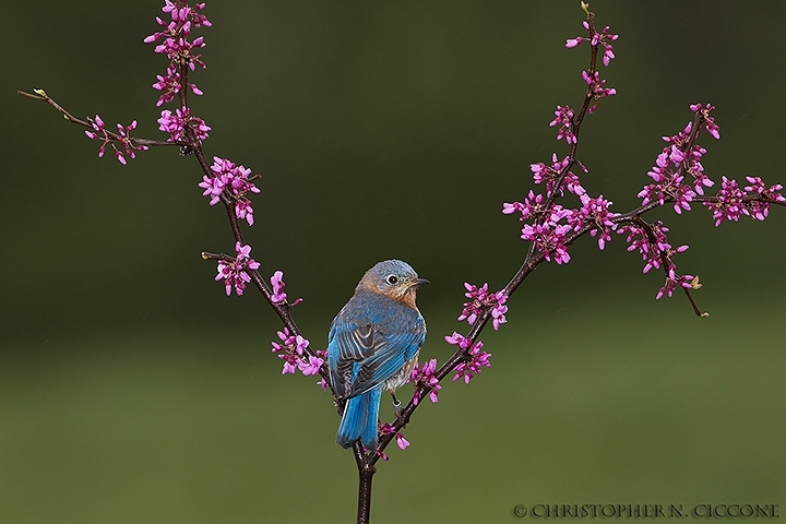 Eastern Bluebird